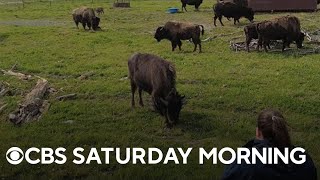 Program reintroduces previously-believed extinct wood bison into the U.S.