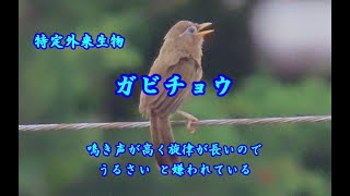 外来特定生物ガビチョウ