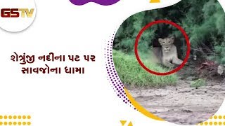 Amreli : શેત્રુંજી નદીના પટ પર સાવજોના ધામા | Gstv Gujarati News