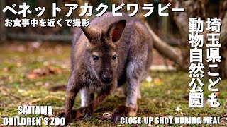 【ベネットアカクビワラビー】お食事中を近くで撮影(埼玉県こども動物自然公園)[Bennett's Wallaby] Close-up shot during meal