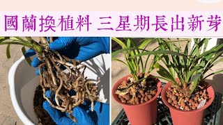 蘭花-國蘭生長緩慢 換盆 施肥的詳細事項