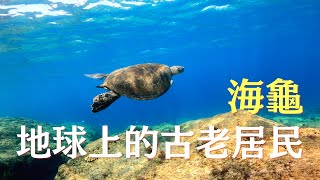 海龜的X光片中竟有魚鉤!?海龜臉上為何長滿腫瘤？海龜天堂小琉球驚見斷肢海龜！2.5克塑膠袋就會讓海龜死亡！我們的海怎麼了？｜舒夢蘭