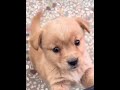 Baby dog#cute puppy barking#4kviral#shorts