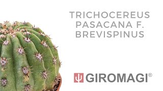 Trichocereus pasacana f  brevispinus