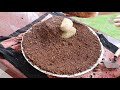 ചട്ടിയിൽ ഒരു പൂന്തോട്ടം fairy garden miniature garden in a pot