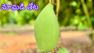 Mango 🥭 Farm Tour | మామిడి తోట