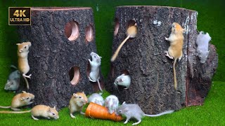 Cat TV 🐾 Mice Hide and Seek in Wooden Holes | 8 Hours of Cat Fun | 4K 60fps