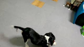 キャバリア　ハムちゃん　ミルクママと　子犬　Cavalier King Charles Spaniel puppy    キャバリア　カル＆ミル