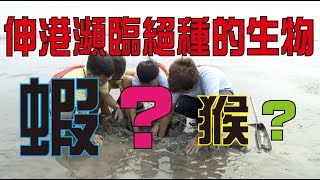 自然不自然 第二季#15 彰化縣 伸仁國小 蝦猴蝦猴躲在沙子裡