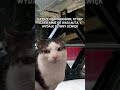 😆 haha ja w ogóle boję się tam włazić pod auto 😄 2407pl funny funnyvideos shorts