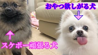 スケボー頑張るポメとおやつを欲しがるポメ！【多頭飼い犬・おしゃべりペット】