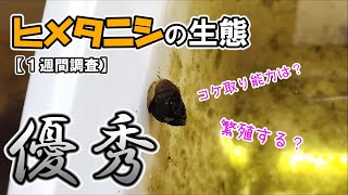 【検証】ヒメタニシ１週間で増殖？コケ取り能力は？