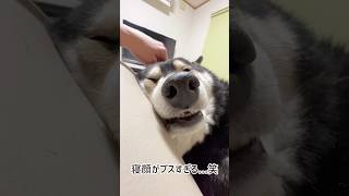 【衝撃】寝顔がブスすぎる柴犬！！