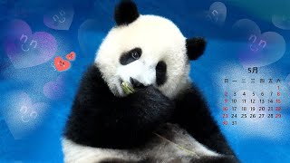 圓寶 5月份 中,英文桌布 Giant Panda Yuan Bao May Wallpaper