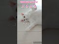 【でぶねこオッドアイ】手を伸ばすとぶるぶるする。 猫 猫のいる暮らし ねこ 白猫 でぶねこ デブ オッドアイ オッドアイ猫 痙攣 腕