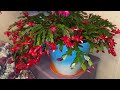 my cactus video ￼￼schlumbergera 🌺