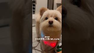 最近、家にパパじゃない男の人が来るんです #犬 #ポメプー#犬のいる生活 #可愛い #愛犬