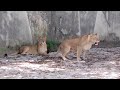 【広島市安佐動物公園】【ライオン】飼育員さんが気になるエルとアマレット。