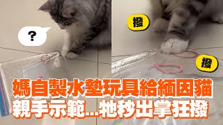 媽自製水墊玩具給緬因貓 親手示範...牠秒出掌狂撥｜寵物動物｜DIY｜精選影片