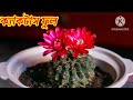 red color flowers। কয়েকটি লাল ফুলের নাম ছবি সহ।flowers। red flower plants a to z flowers name list