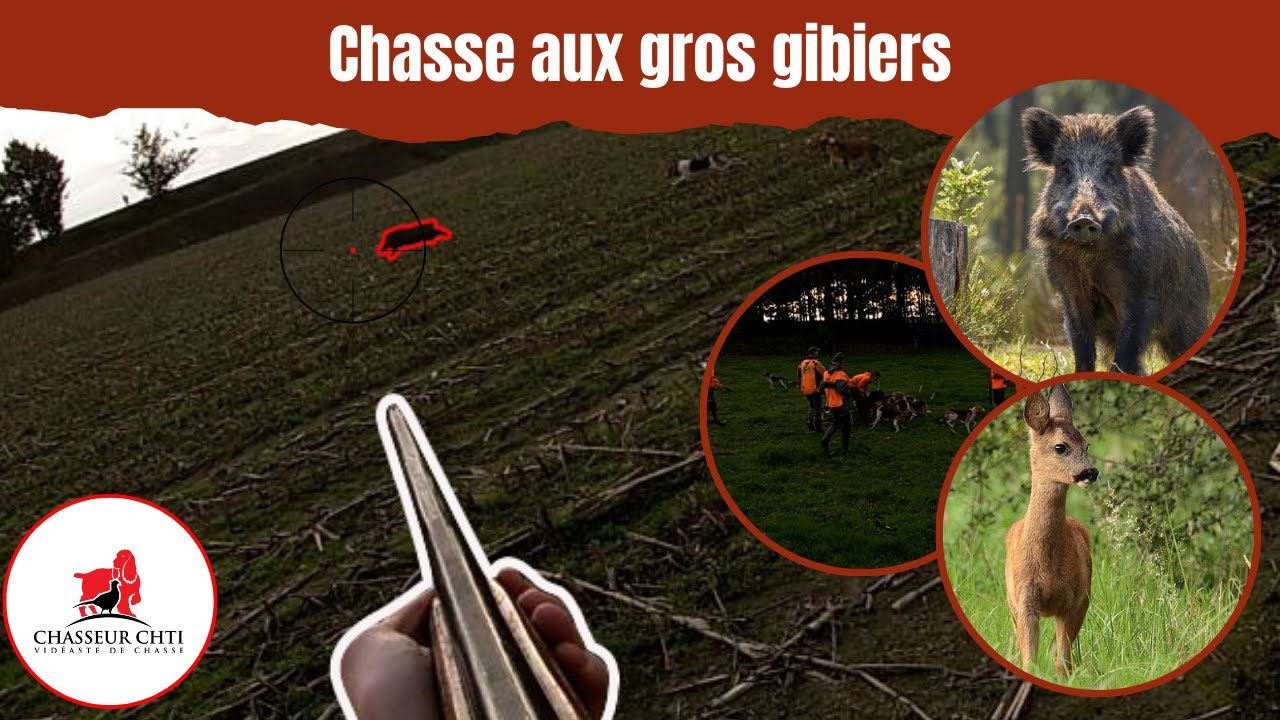 CHASSE Aux GROS GIBIERS ! SANGLIERS Et CHEVREUILS En BRETAGNE ! - YouTube