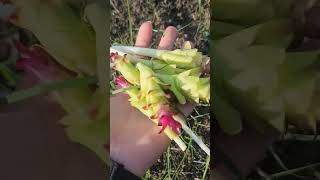 Ep1 Harvesting Wild Turmeric Flower, Have you ever eat this flowers? Check the next Ep2 on cooking🍛