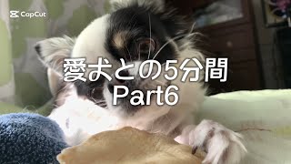 愛犬との5分間　Part6  ガム大好き犬　【愛犬】【dog】【チワワ】