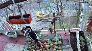 Седой дятел и Большой пёстрый дятел вместе на балконе.