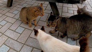 ケンカの間に入って仲裁する猫