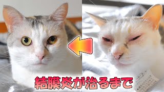 わが家の猫ネコ吉が結膜炎を発症して完治するまでの記録