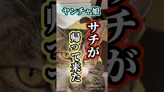 避妊手術が終わりました。#shorts#猫と暮らす #野良猫保護