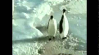 Penguin slaps other penguin