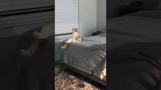 🤣 Cute Cats and Dogs Funny Reaction to Watching TV