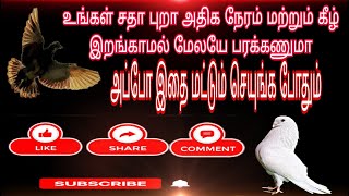 3 TIPS FOR HIGHFLYERS TIME INCREASING | சாதா புறா பறவை நேரம் அதிகரிக்க | கீழ் இறங்காமல் மேல பறக்க