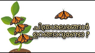 ചിത്രശലഭങ്ങൾ ഉറങ്ങാറുണ്ടോ?