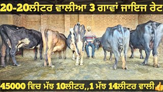 ਜਾਇਜ ਰੇਟ 20ਲੀਟਰ ਵਾਲੀਆ ਗਾਵਾਂ ਅਤੇ 2 ਮੱਝਾ ਵੀਕਾਓ। Buffalo and cow for sale/vadiya farm/25-1-25