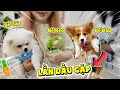 BÉ KẸO LẦN ĐẦU GẶP BÉ DÂU VÀ BÉ ĐẬU | KAMUI MUA ÁO MỚI CHO KẸO | KAMUI NHẬT KÝ CHĂM SÓC PHẦN 4