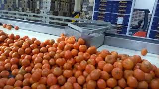 Oranges Nadorcott Seedless Morocco