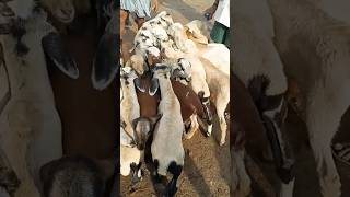 11 December 2023 kunta goats sheep santha