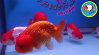 ปลาทอง สิงห์ลูกผสม Goldfish Quality ( Perfect Koi Farm )