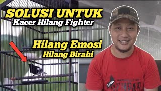 Cara Mengatasi Kacer Hilang Fighter