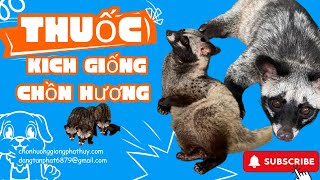 16/28 Cách bổ sung thuốc kích lên giống để dễ dàng phối giống chồn hương