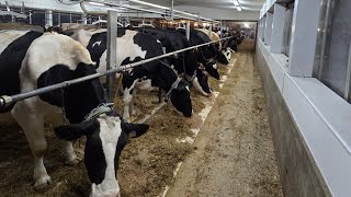 Working in the dairy barn! Milking and robotic calf feeder repairs.