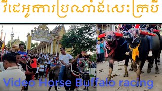 Horse buffalo racing festival funny video ការប្រណាំងសេះក្របី​ វត្តវិហារសួគ៌