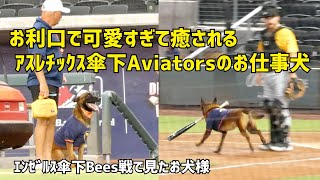 可愛すぎて癒やされるお仕事犬 アスレチックス傘下Aviators vs エンゼルス傘下Bees戦で見たお犬様 エンゼルス Angels  現地映像 犬