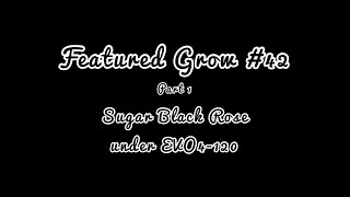 FEATURED GROW #42: PART 1: 6,5 weeks flowering: SUGAR BLACK ROSE under SANlight EVO4-120 LEDs