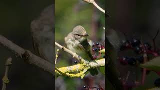 Spotted Flycatcher on the lookout for insects #shorts #birds