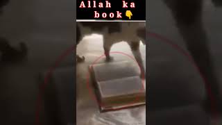 Hindu Girl Reacts To MIRACLES OF ALLAH | CAT WILL NOT WALK ON THE QURAN |MIRACLES #shorts #trending