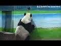 圓圓在許願洞伸手手要點心，保育員玻璃窗輪流看 熊貓貓熊the giant panda yuan yuan and yuan bao 台北市立動物園