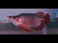 Arowana superred sb King spesial